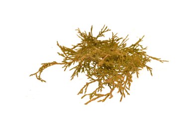 thuja beyaz arkaplanda izole