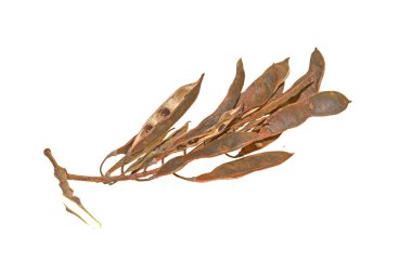 Beyaz arka plan üzerinde izole akasya tohumları