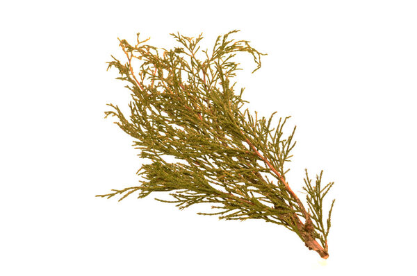 туя изолированы на белом фоне