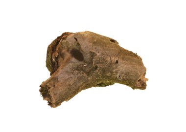 Beyaz arkaplanda ağaç düğümü izole edildi