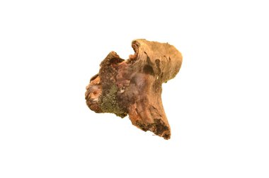 Beyaz arkaplanda ağaç düğümü izole edildi