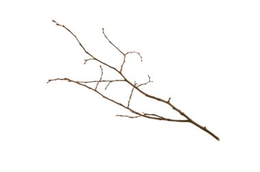 tree branch isolated on white background clipart