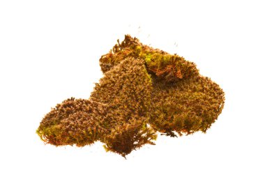 Beyaz arkaplanda yosun izole edildi