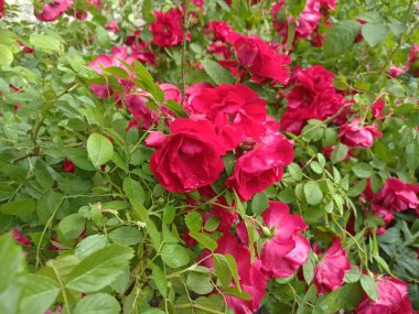 Yazın çiçek tarhında - yakın plan