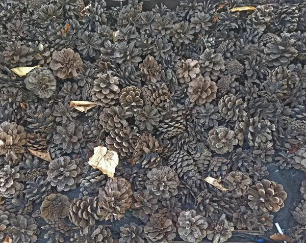 Arka plan olarak hazırlanmış Noel ağacı konileri - yakın plan