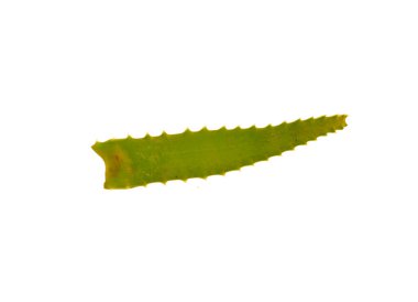 Aloe beyaz arkaplanda izole edildi