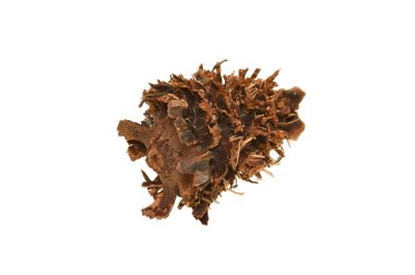 Beyaz arkaplanda çam kozalağı izole