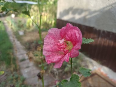 Bahçe yatakları yazın - yakın çekim