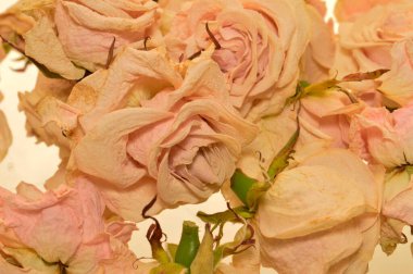 beyaz arkaplanda izole gül