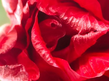 beyaz arkaplanda izole edilmiş çiçek