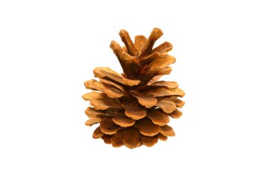 Beyaz arkaplanda çam kozalağı izole