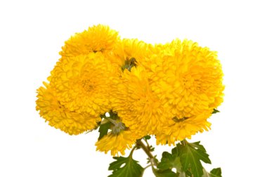 Beyaz arkaplanda izole edilmiş sarı çiçek