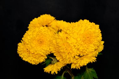 Beyaz arkaplanda izole edilmiş sarı çiçek