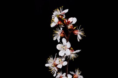 siyah arka plan üzerine izole bahar çiçek