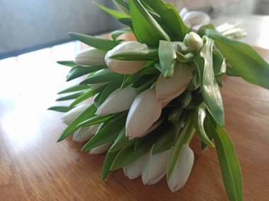 Lale beyaz arkaplanda izole edildi