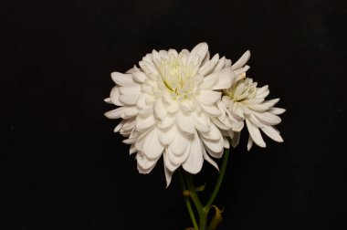 Beyaz arkaplanda izole edilmiş beyaz çiçek