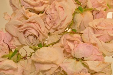 beyaz arkaplanda izole gül