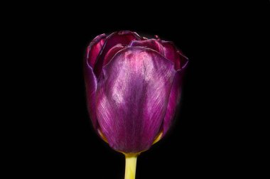 Lale beyaz arkaplanda izole edildi