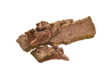 Beyaz arkaplanda ağaç kabuğu izole