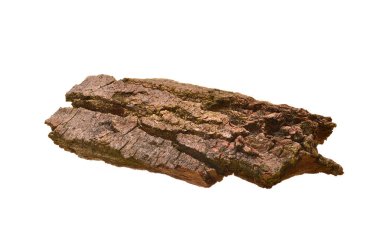 Beyaz arkaplanda ağaç kabuğu izole