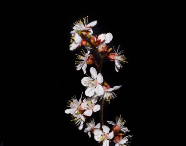 siyah arka plan üzerine izole bahar çiçek