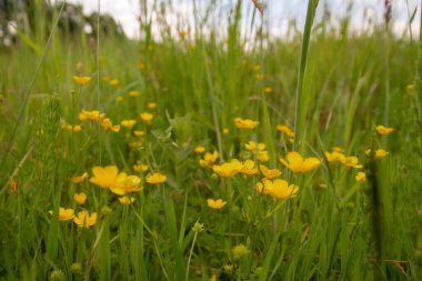 Sarı çiçekler tarlada