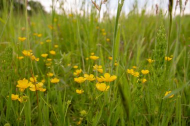 Kapatın sarı çiçekleri.
