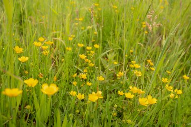 Baharda sarı çim tarlası