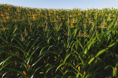Koçanlı yeşil mısır tarlası. 3 boyutlu mısır bitkisi