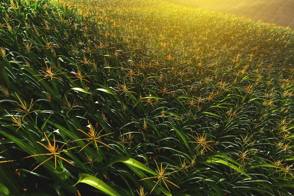 Grünes Feld Mit Maiskolben Maispflanze — Stockfoto
