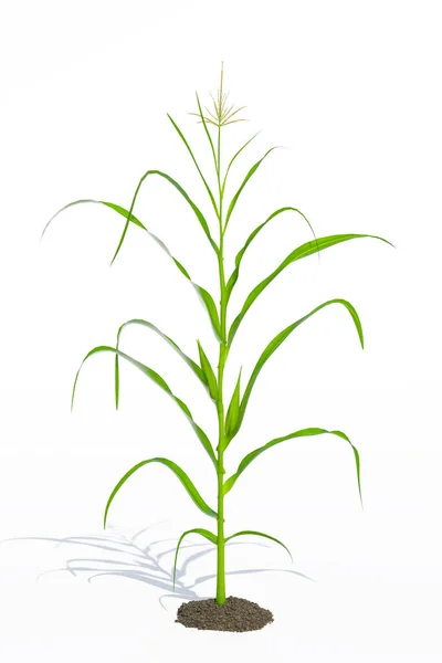 Καλαμπόκι Φυτών Άσπρο Φόντο — Φωτογραφία Αρχείου