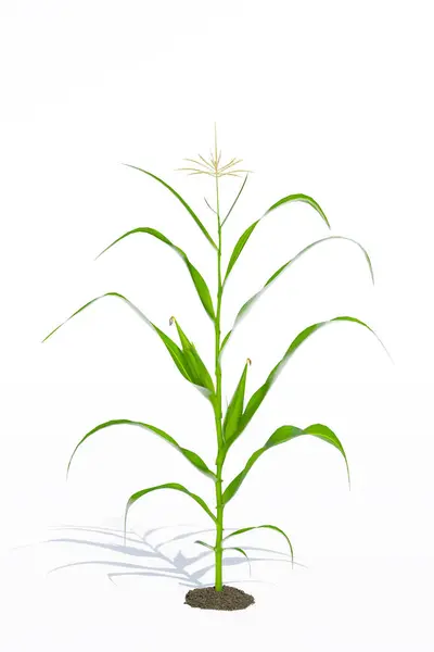 Corn plant on white background
