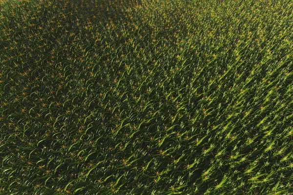 Green Field Corn Cobs Corn Plant — Stock Photo, Image