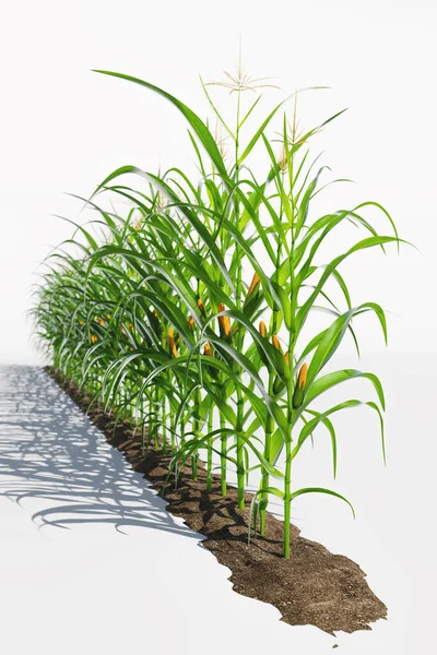 Beyaz arka planda sarı koçanlı bir sıra mısır bitkisi. İzole edilmiş arkaplanda mısır bitkisi 3D