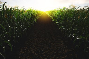 Gün batımında koçanlı yeşil mısır tarlası. Mısır bitkileri 3D