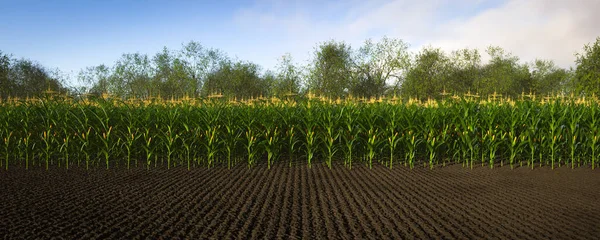 Rows of corn with yellow cobs against a background of soil and trees. Corn plants 3D