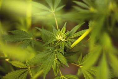 Çiçek açma sahnesinde marihuana bitkileri.