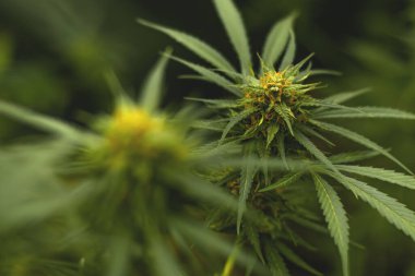 Bir marihuana bitkisinin çiçek tomurcuğu görünür turuncu saçlar ve yeşil yapraklar ile yakın plan çiçek safhasında.