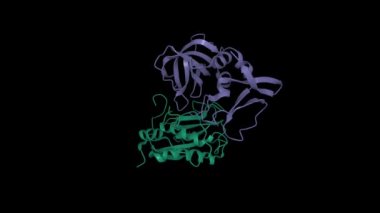 Matris metaloproteinaz-3 (yeşil) ve metaloproteinazların doku inhibitörü - 1 (mor) kompleksi. Animasyon 3D karikatür ve Gauss yüzey modelleri, PDB 1uea, siyah arkaplan