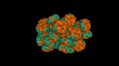 Kırmızı alg Porphyridium purpureum 'un fizkobilisinin yapısı. Canlandırılmış 3D Gaussian yüzey modeli, varlık kimliği renk şeması, PDB 6kgx, siyah arkaplan