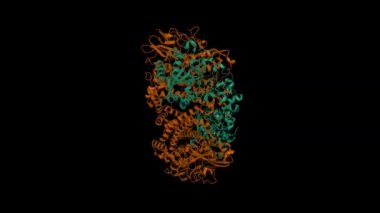 Yerli hidrojenin yüksek çözünürlüklü yapısı (Hyd-1) Escherichia coli 'den. Animasyon 3D karikatür ve Gauss yüzey modelleri, taraf kimliği şeması, PDB 6fpo, siyah arkaplan