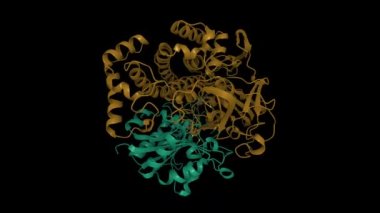 Desulfovibrio gigas 'ın oksitlenmiş Ni-Fe hidrojenazının kristal yapısı. Canlandırılmış 3D karikatür ve Gauss yüzey modelleri, varlık kimliği şeması, PDB 2frv, siyah arkaplan