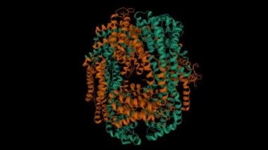 Synechococcus vulcanus 'un C-phycocyanin kristal yapısı. Canlandırılmış 3D karikatür ve Gauss yüzey modelleri, varlık kimliği şeması, PDB 1i7y, siyah arkaplan