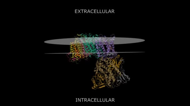 Структура Cryo Дихальної Мембранно Язаної Гідрогенази Від Pyrococcus Furiosus Показано — стокове відео