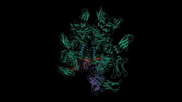 Структура Кріо Людини Igm Зелений Комплексі Ланцюгом Коричневий Ектодоменом Pigr — стокове відео