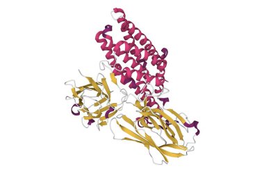 Bacillus Thuringiensis 'in kristal yapısı böcek öldürücü kristal protein Cry7Ca1, 3D karikatür modeli, PDB 5zi1, ikincil yapı renk şeması