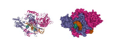 DNA 'ya bağlı Ku heterodimer' in yapısı. 3D karikatür ve Gauss yüzey modelleri, varlık kimliği renk şeması, PDB 1jey, beyaz arkaplan