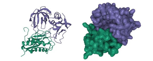 Matriz Metaloproteinasa Verde Inhibidor Tisular Del Complejo Metaloproteinasas Violeta Dibujos — Foto de Stock