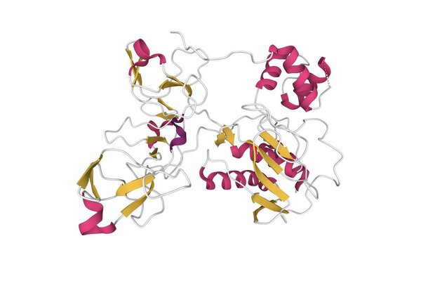 Crystal structure of human matrix metalloproteinase MMP9 (gelatinase B). 3D cartoon model, secondary structure color scheme, PDB 1l6j, white background