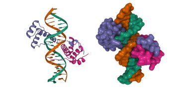 Pbx1, homeobox proteini HOX-B1-DNA üçüncül kompleksi. 3D karikatür ve Gauss yüzey modelleri, PDB 1b72, beyaz arkaplan
